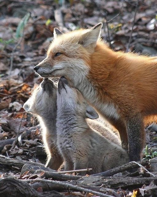 Tisser le lien avec son animal totem