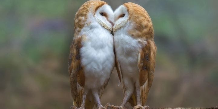 Se lier avec son animal totem